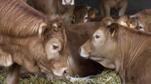 Meatier in de media