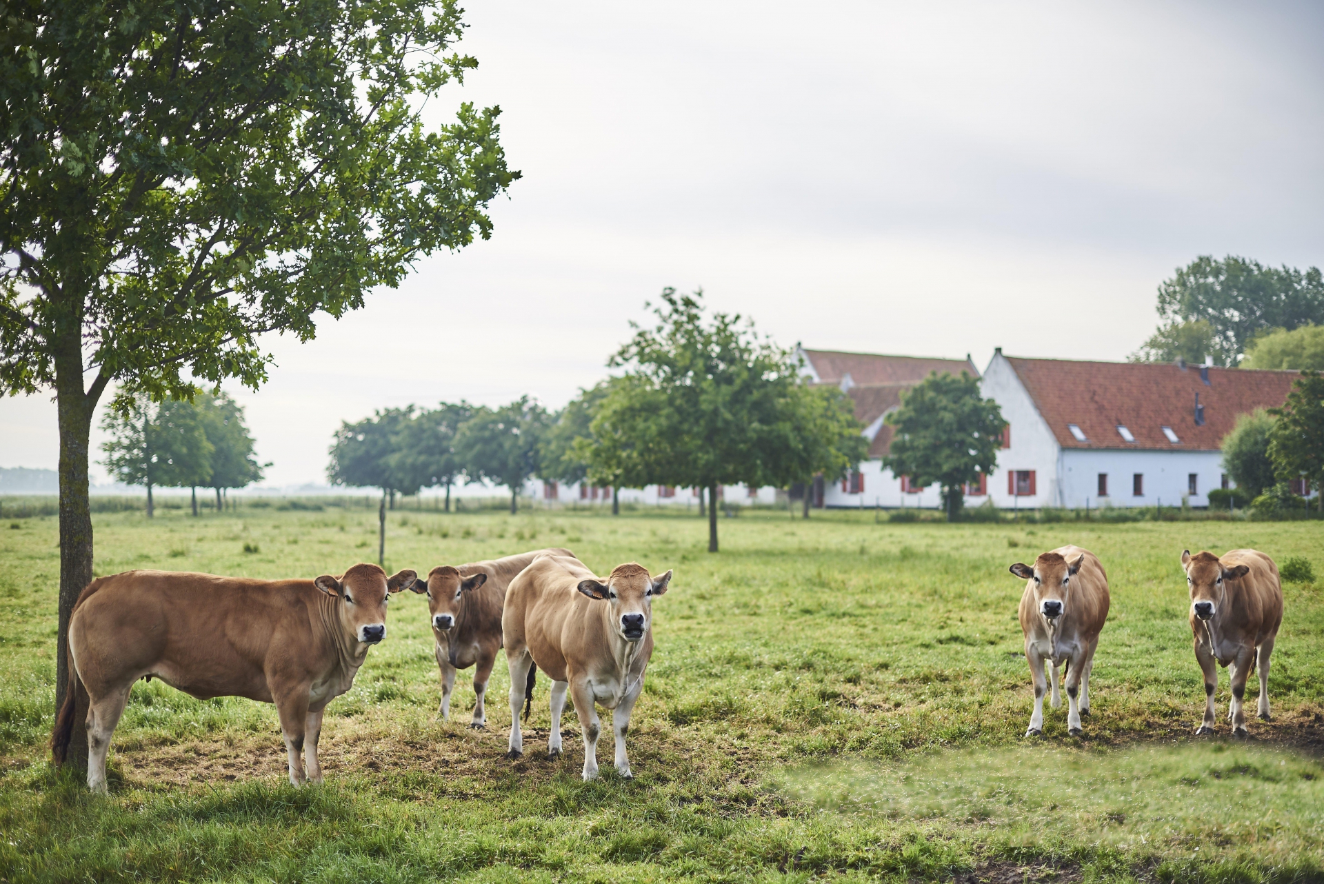 Buiten Schorre Meatier DSC4699